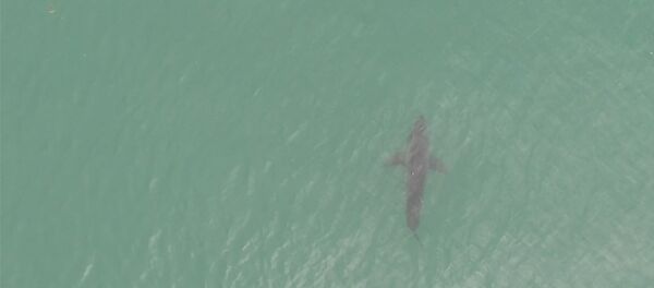 Технологии на защите отдыхающих, или Как спасатели в США отслеживали акул - Sputnik Грузия