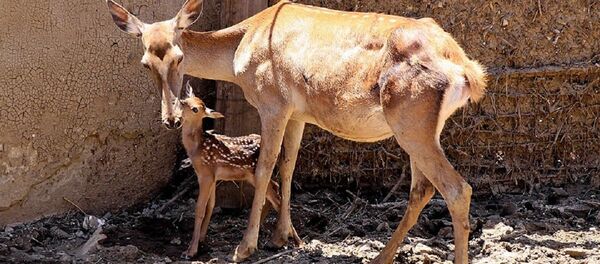 Тбилисский зоопарк. Кавказский благородный олень - Sputnik Грузия