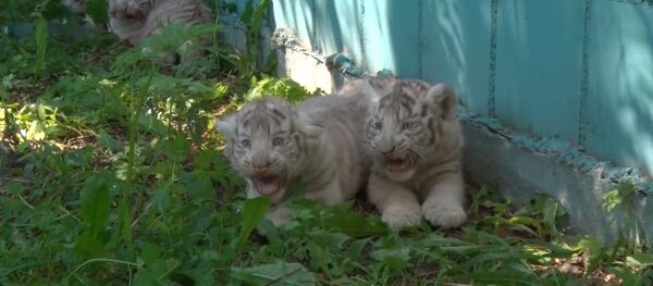 ლიტვის ზოოპარკის თეთრი ვეფხვის ბიკვერებმა პირველად ინადირეს - Sputnik საქართველო
