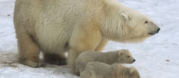 Белые медведи - Sputnik Грузия