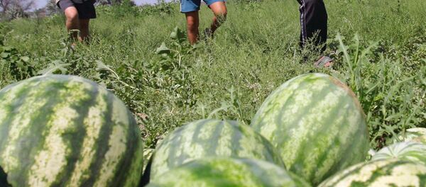Сбор ранних арбузов - Sputnik Грузия