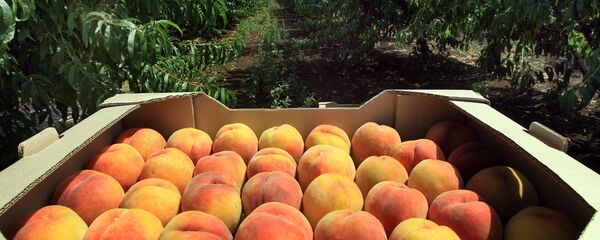 ატმის მოსავალი ატმის მოსავალი - Sputnik საქართველო