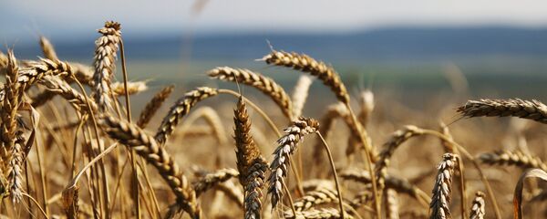 ხორბალი ხორბალი - Sputnik საქართველო