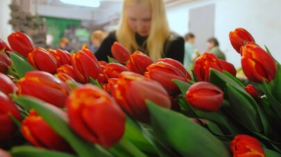 Тюльпаны