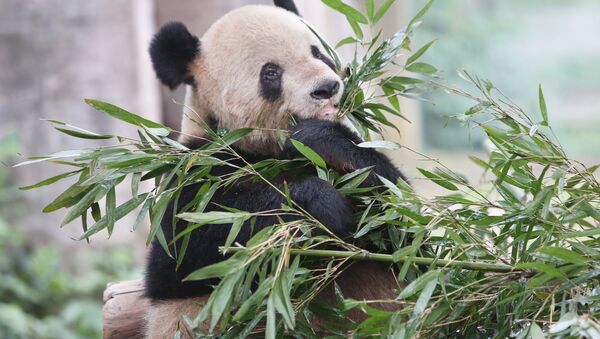 Большая панда в вольере зоопарка города Чунцин в Китае - Sputnik Грузия