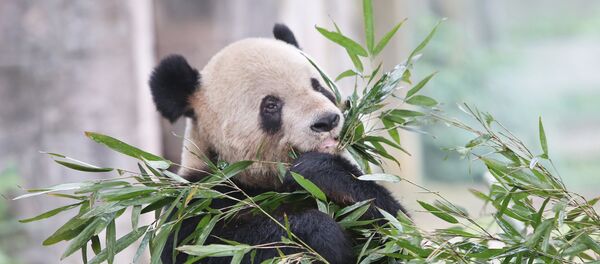 Страны мира. Китай - Sputnik Грузия