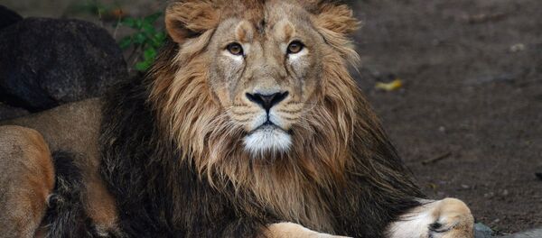 Лев в Московском зоопарке. - Sputnik Грузия