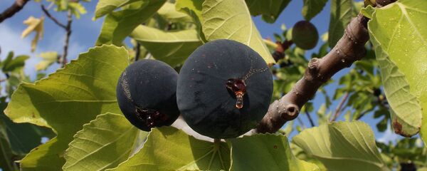 ლეღვი ლეღვი - Sputnik საქართველო