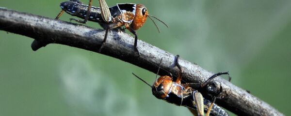 კალია - Sputnik საქართველო