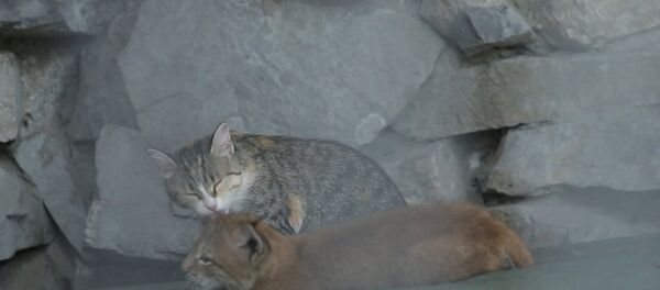 Мама для хищницы: домашняя кошка воспитывает рысь Нику в зоопарке Новосибирска - Sputnik Грузия