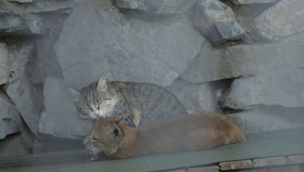 Мама для хищницы: домашняя кошка воспитывает рысь Нику в зоопарке Новосибирска - Sputnik Грузия