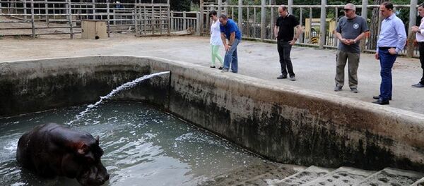 Мэрия Тбилиси выделит средства для временного обустройства тбилисского зоопарка - Sputnik Грузия