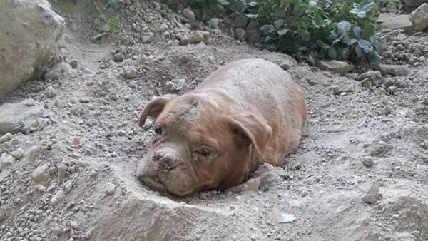 Во Франции мужчина спас похороненную заживо собаку - Sputnik Грузия