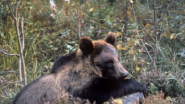 Бурый медведь на пеньке - Sputnik Грузия