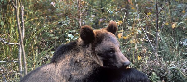 Бурый медведь на пеньке - Sputnik Грузия