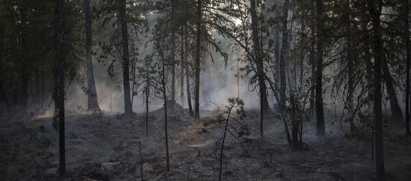 Работа волонтеров Байкальской береговой службы - Sputnik Грузия