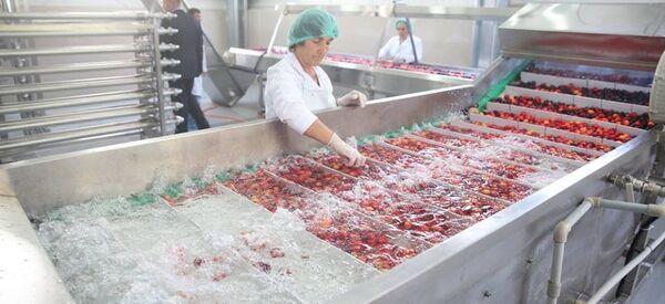 Завод по переработке фруктов в Кеда (Аджария) - Sputnik Грузия