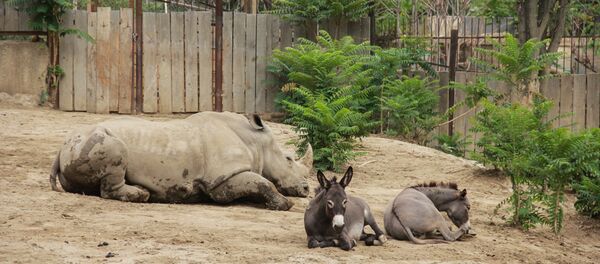 зоопарк после наводнения - Sputnik Грузия