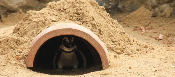 ზოოპარკი წყალდიდობის შემდეგ ზოოპარკი წყალდიდობის შემდეგ - Sputnik საქართველო
