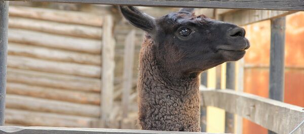 Тбилисский зоопарк готовят к приему посетителей - Sputnik Грузия