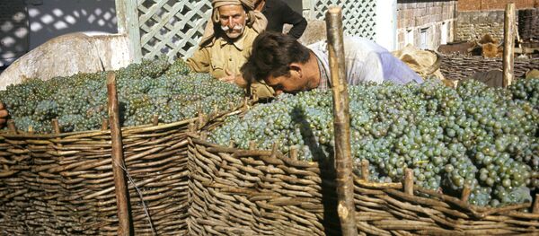 რთველი რთველი - Sputnik საქართველო