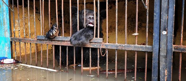 Уссурийский зоопарк после наводнения - Sputnik Грузия