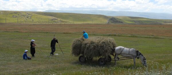 სოფლის მეურნეობა სოფლის მეურნეობა - Sputnik საქართველო