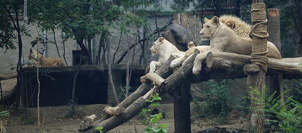 Тбилисский зоопарк: выжившие после наводнения - Sputnik Грузия