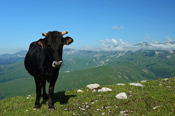 Корова - Sputnik Грузия