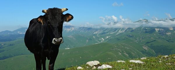 Корова - Sputnik Грузия