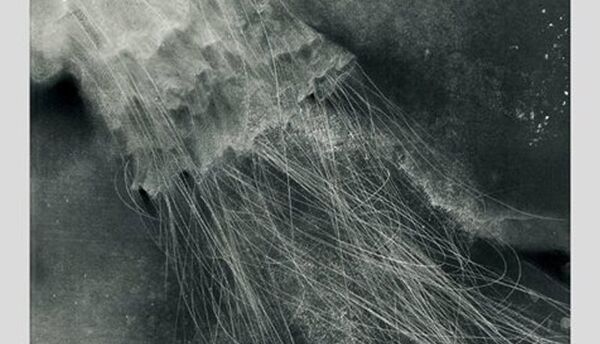 ლევან სონღულაშვილის მედუზა ლევან სონღულაშვილის მედუზა - Sputnik საქართველო