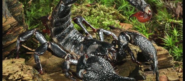 Скорпион Скорпион - Sputnik Грузия