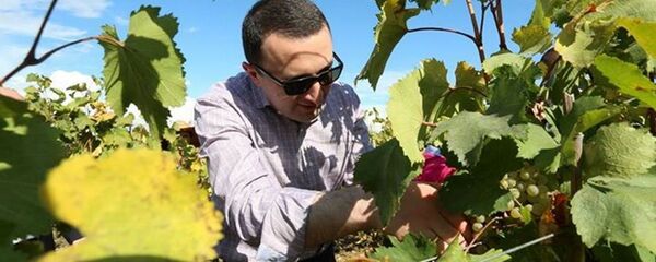 Премьер: Грузия – родина вина и лозы - Sputnik Грузия