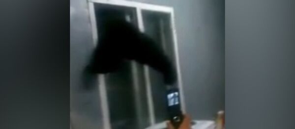 კამჩატკელი ვინი-პუჰი: ქურდი დათვი გაქცევისას სარკმელში გაიჭედა - Sputnik საქართველო