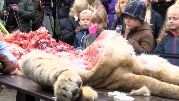 Дети зажимали носы во время публичного вскрытия льва в датском зоопарке - Sputnik Грузия
