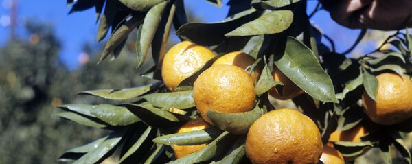 მანდარინი მანდარინი - Sputnik საქართველო