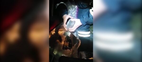 Сотрудники ДПС остановили катафалк и нашли полтонны икры в гробу - Sputnik Грузия