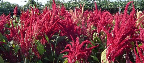 ამარანტი - Sputnik საქართველო