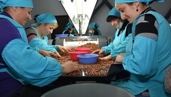 Предприятие по переработке грецких орехов и фундука в Сенаки - Sputnik Грузия