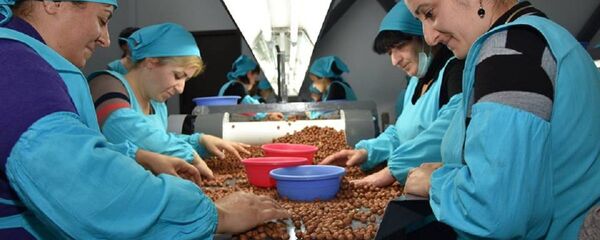 თხილის საწარმო თხილის საწარმო - Sputnik საქართველო