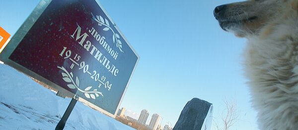 Кладбище для домашних животных Кладбище для домашних животных - Sputnik Грузия