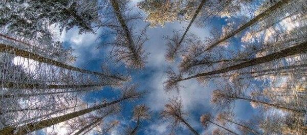 ტყე ზამთარში ტყე ზამთარში - Sputnik საქართველო