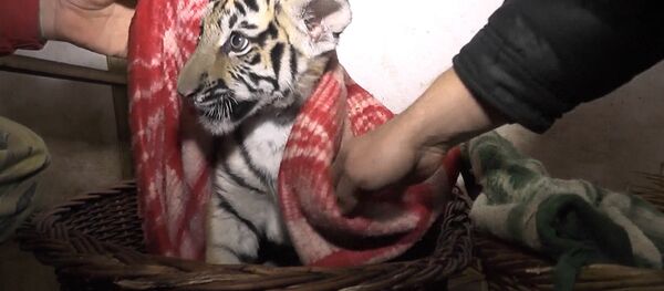 უშუქოდ დარჩენილი ყირიმის საფარი–პარკის თანამშრომლებმა ვეფხვების ბოკვერები პლედებში შეფუთეს - Sputnik საქართველო