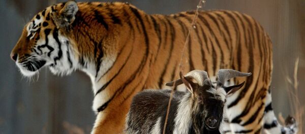 Уссурийский тигр по кличке Амур и козел по кличке Тимур Уссурийский тигр по кличке Амур и козел по кличке Тимур - Sputnik Грузия