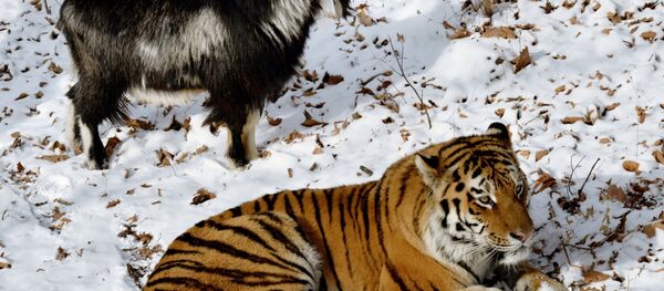 В Приморском Сафари-парке амурский тигр подружился с козлом В Приморском Сафари-парке амурский тигр подружился с козлом - Sputnik Грузия