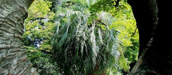 Батумский ботанический сад - Sputnik Грузия