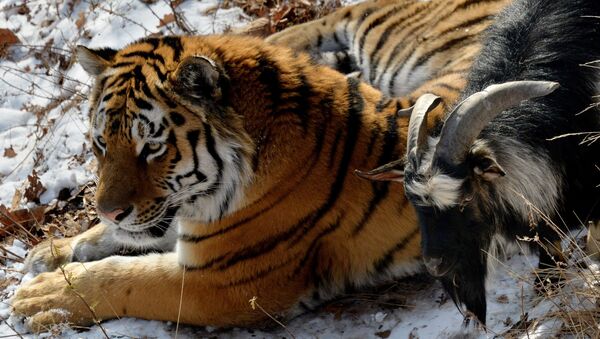 В Приморском Сафари-парке амурский тигр подружился с козлом - Sputnik Грузия