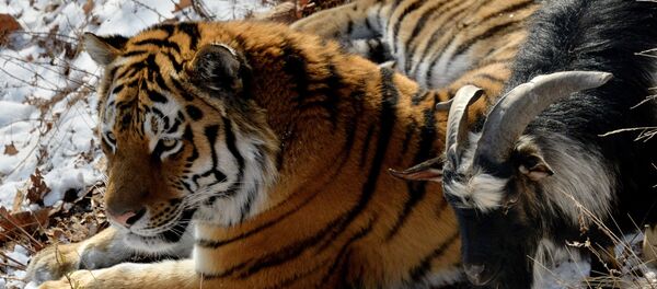 В Приморском Сафари-парке амурский тигр подружился с козлом - Sputnik Грузия