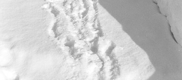 ნაკვალევი თოვლზე ნაკვალევი თოვლზე - Sputnik საქართველო