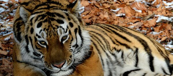 Дружба козла Тимура и тигра Амура - Sputnik Грузия